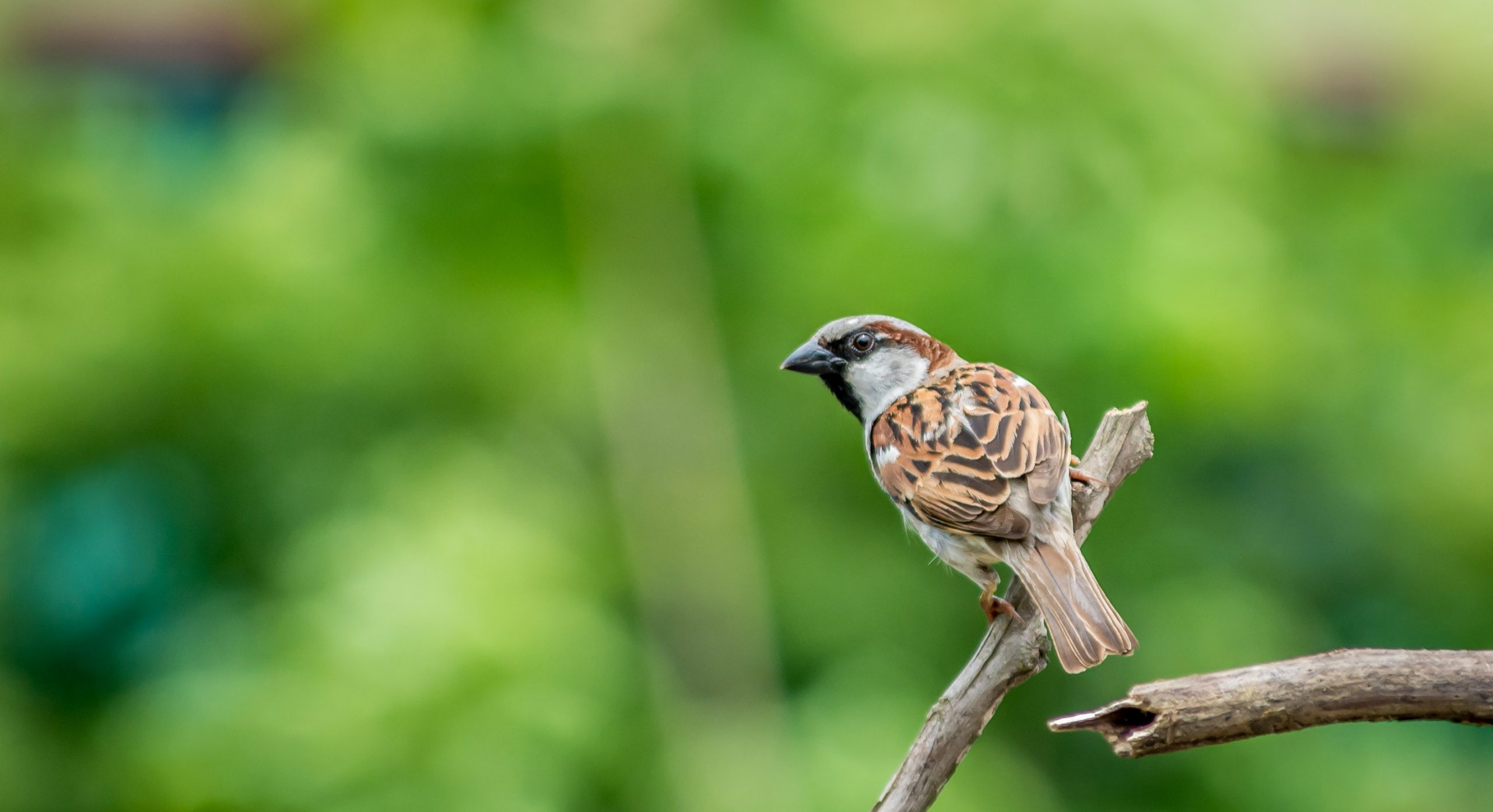 pexels-atikul-haque-rafat-679598