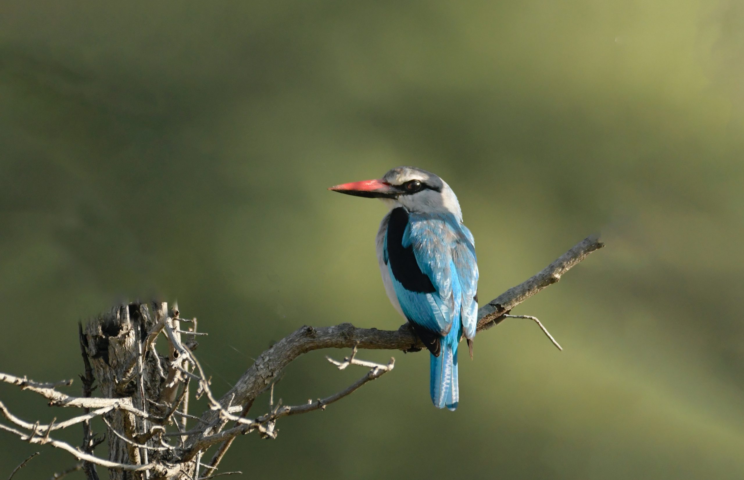 pexels-frans-van-heerden-2253393